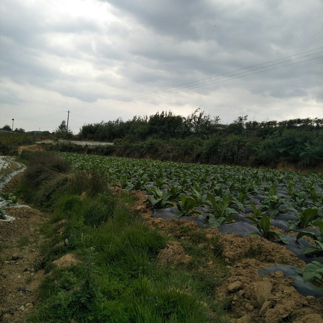 康荣村天气预报更新通知