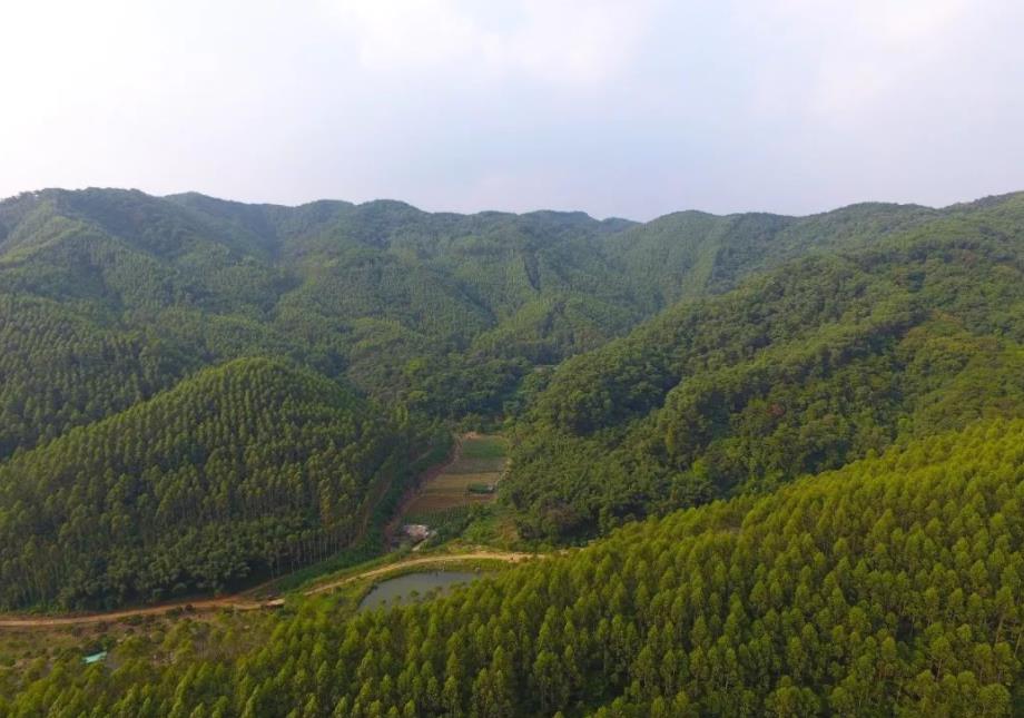 古台山国有林场天气预报更新通知