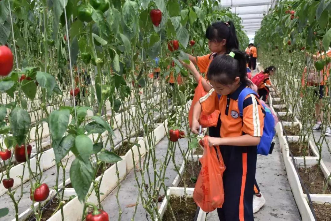 南沙区小学创新项目，引领教育变革，塑造未来之光