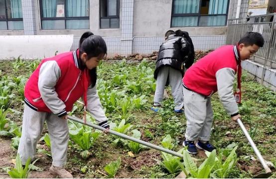 蒲江县小学最新项目概览