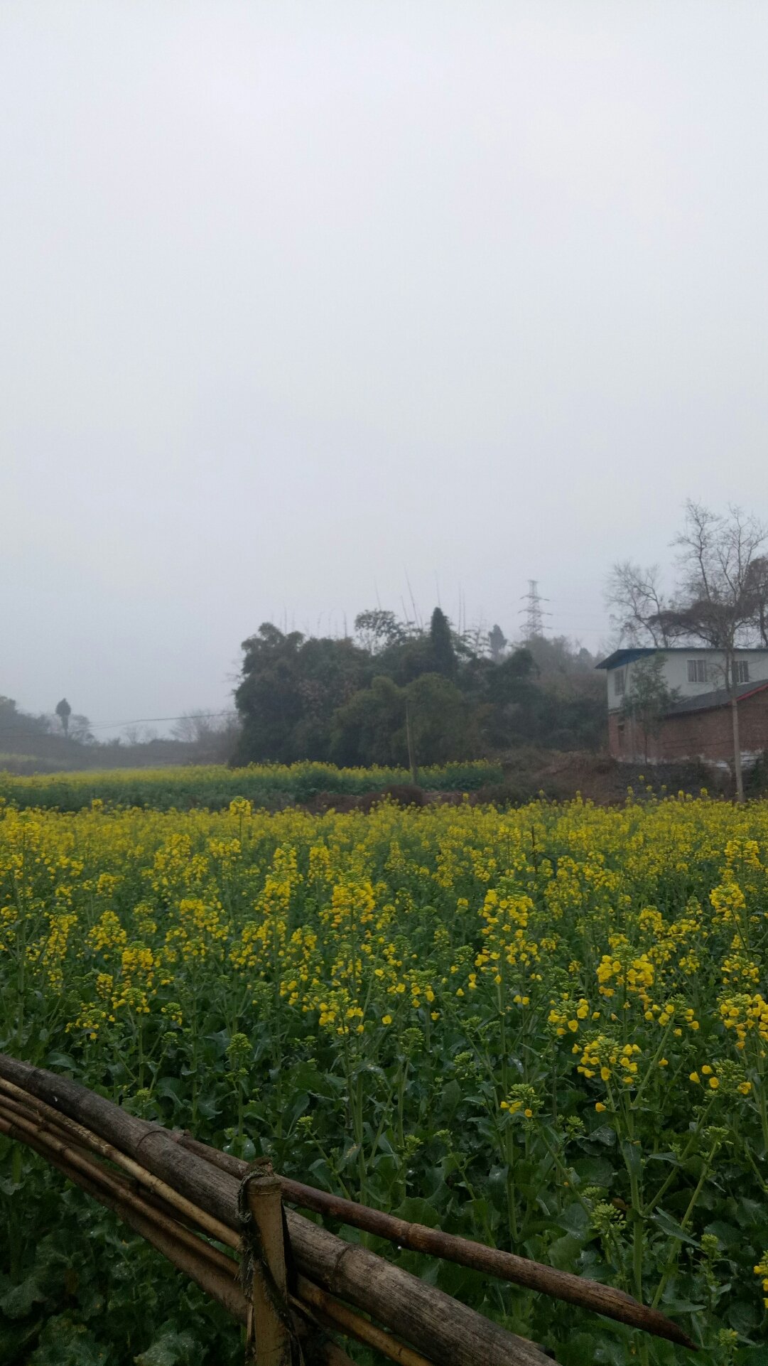 明化镇最新天气预报