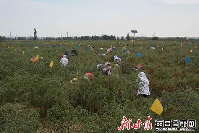 沙河回族乡乡村振兴与文化传承交融的最新动态