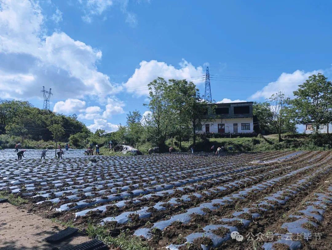 卡顶村最新项目，乡村振兴的新引擎