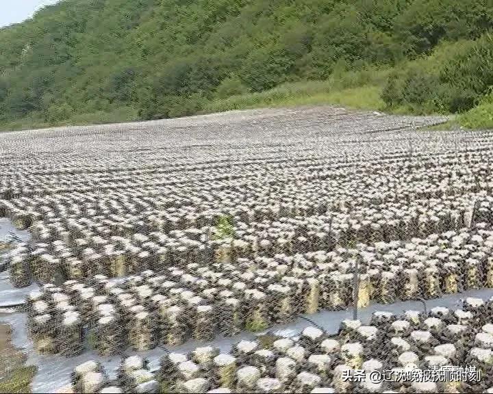 大水村天气预报更新通知